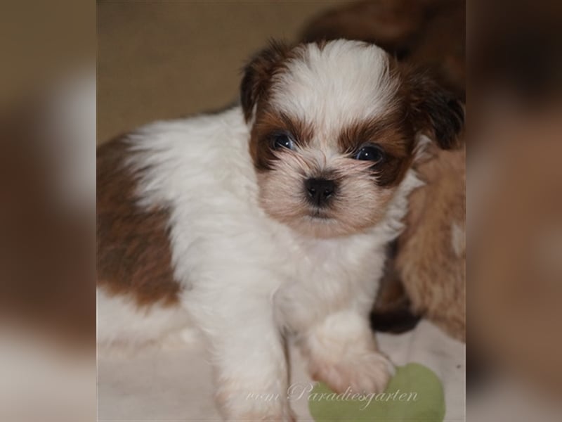 Shih Tzu Welpen