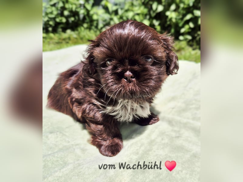 Wunderschöner Rüde mit Ahnentafel!