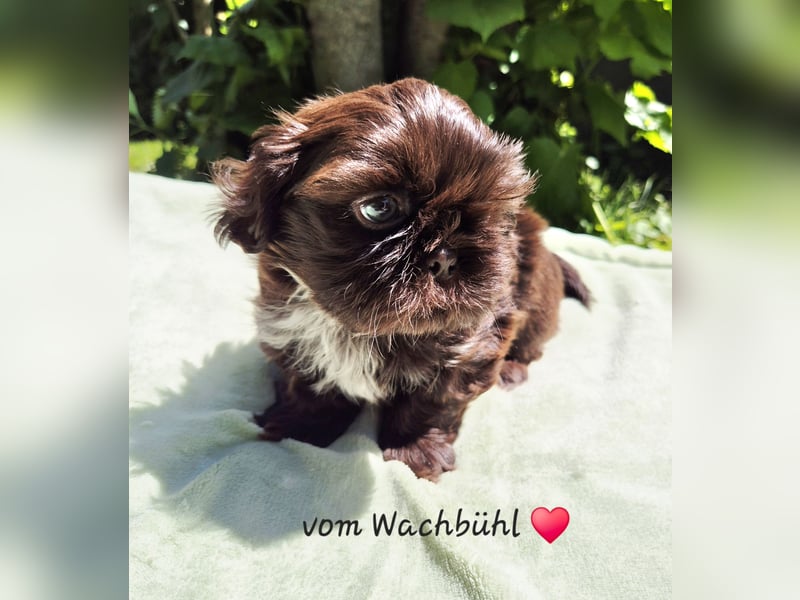 Wunderschöner Rüde mit Ahnentafel!