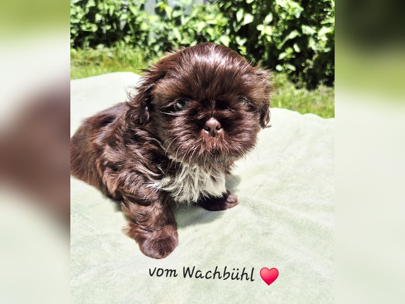 Wunderschöner Rüde mit Ahnentafel!