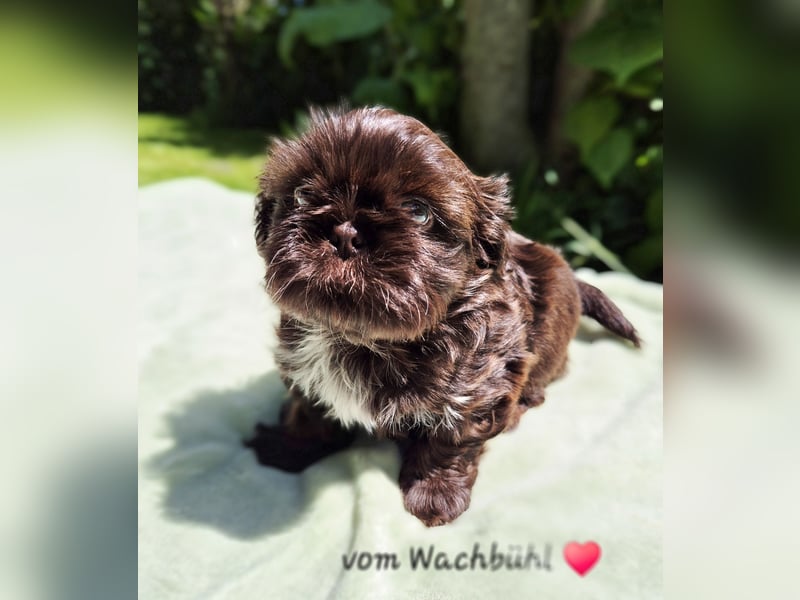 Wunderschöner Rüde mit Ahnentafel!