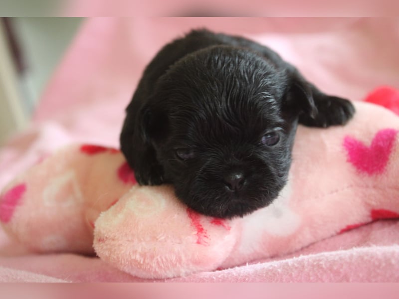 Shih tzu Welpen