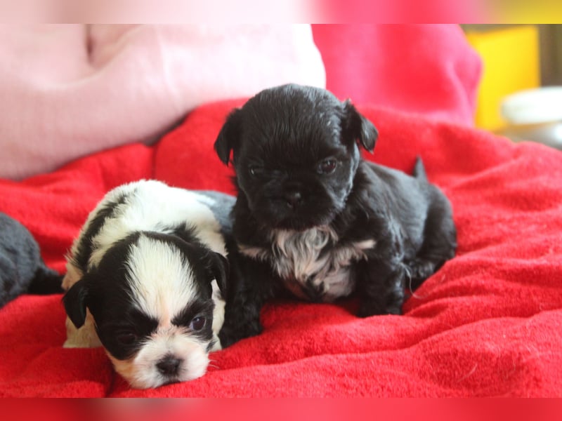 Shih tzu Welpen