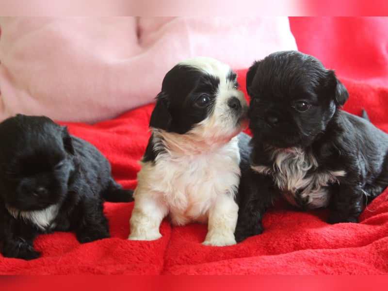 Shih tzu Welpen