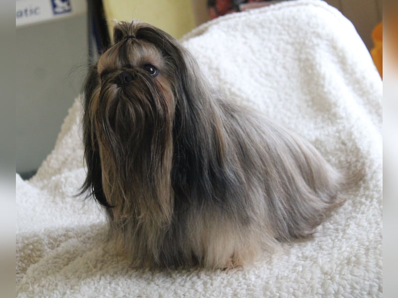 Shih tzu Welpen
