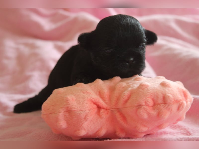 Shih tzu Welpen