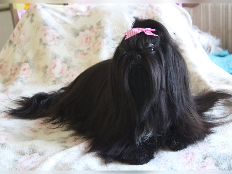 Shih tzu Welpen