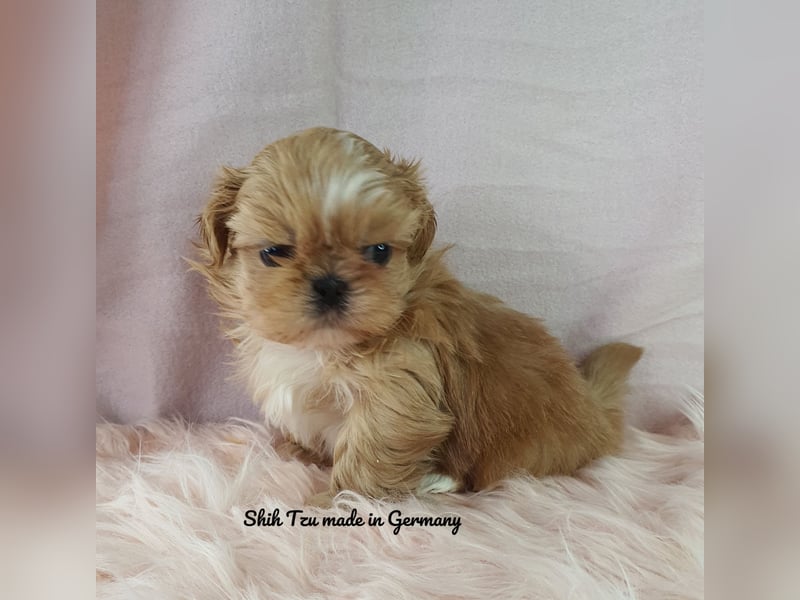 Reinrassige Shih Tzu Welpen
