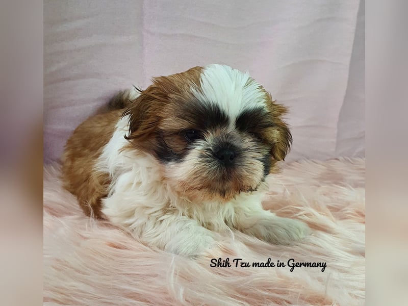 Reinrassige Shih Tzu Welpen