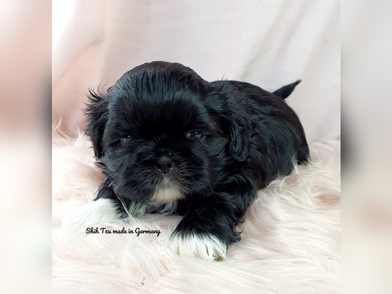 Reinrassige Shih Tzu Welpen