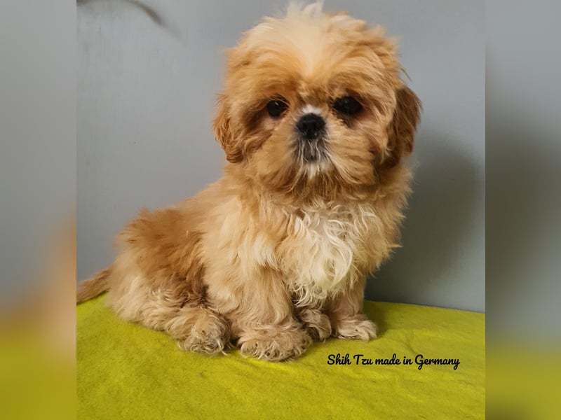 Reinrassige Shih Tzu Welpen
