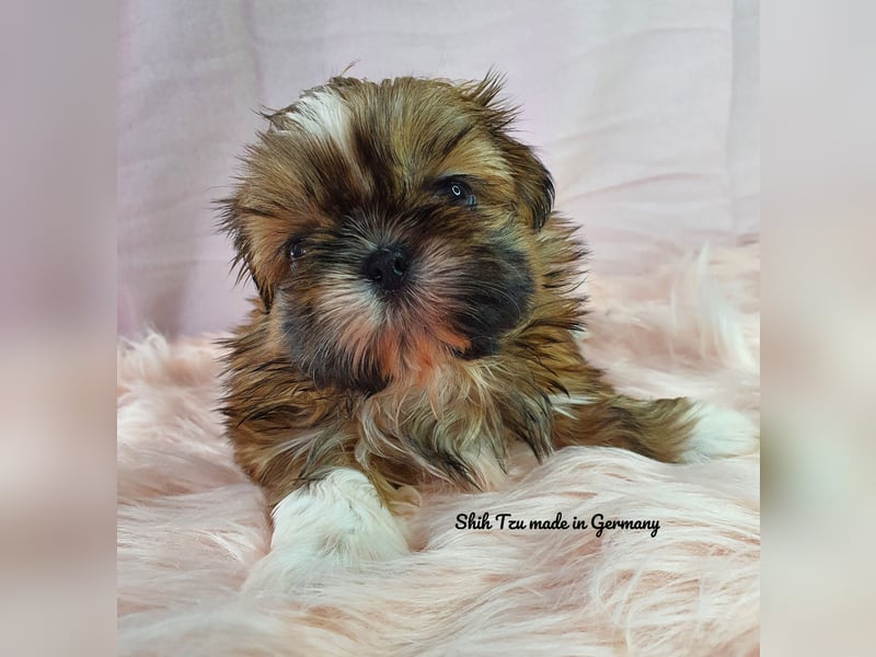 Reinrassige Shih Tzu Welpen