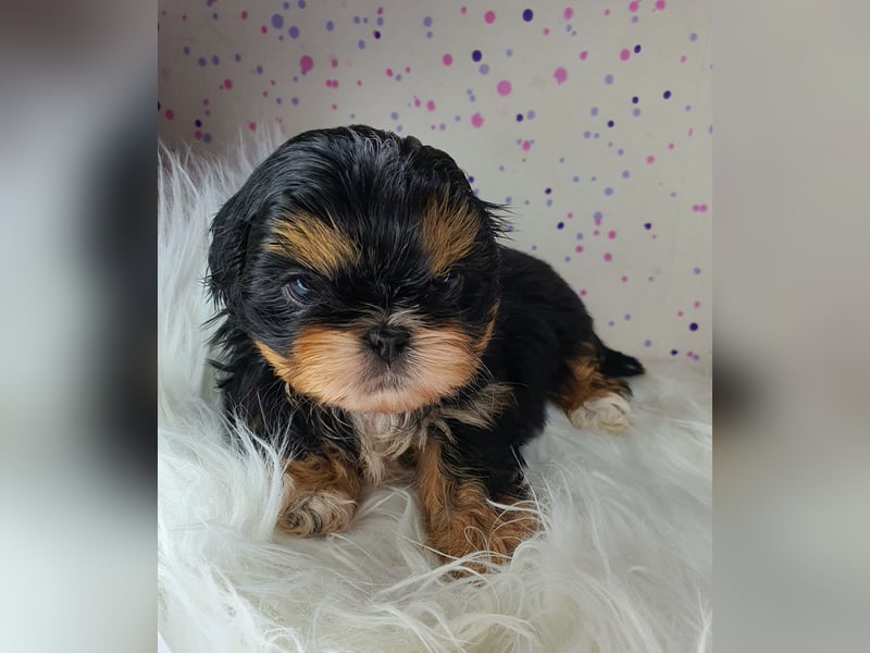 Reinrassige Shih Tzu Welpen