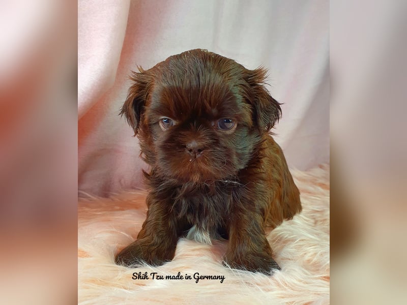 Reinrassige Shih Tzu Welpen