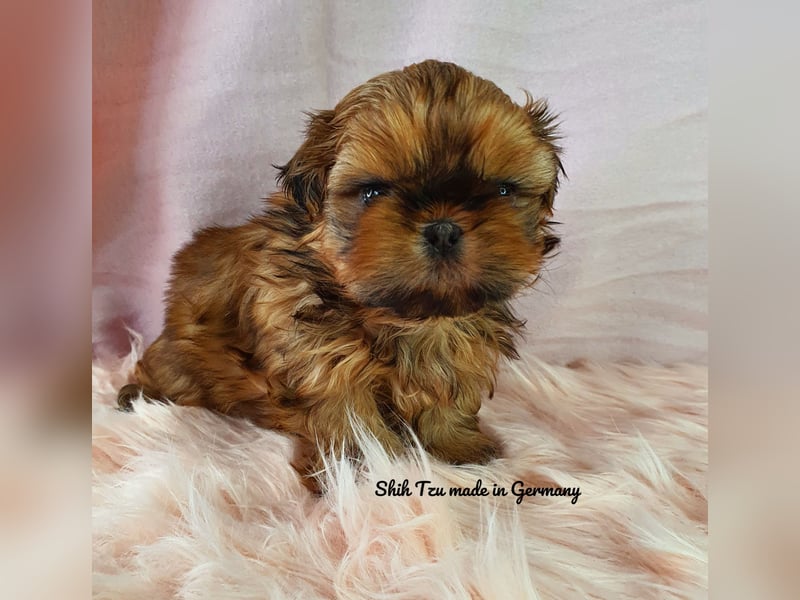Reinrassige Shih Tzu Welpen