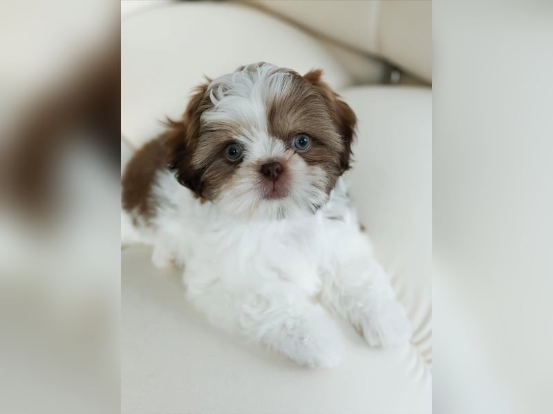 Shih Tzu Welpen zu verkaufen