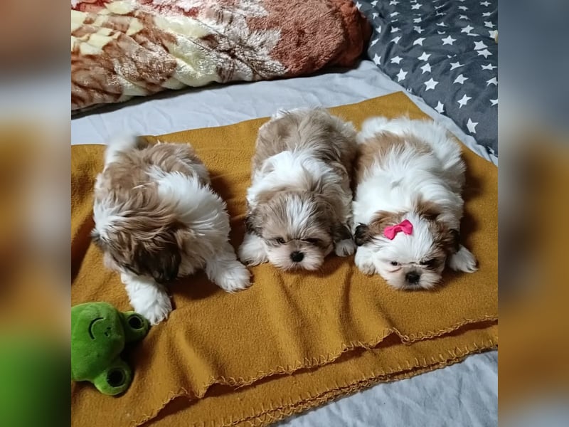 Shih Tzu Welpen zu verkaufen