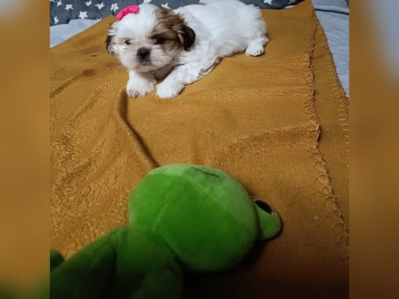 Shih Tzu Welpen zu verkaufen