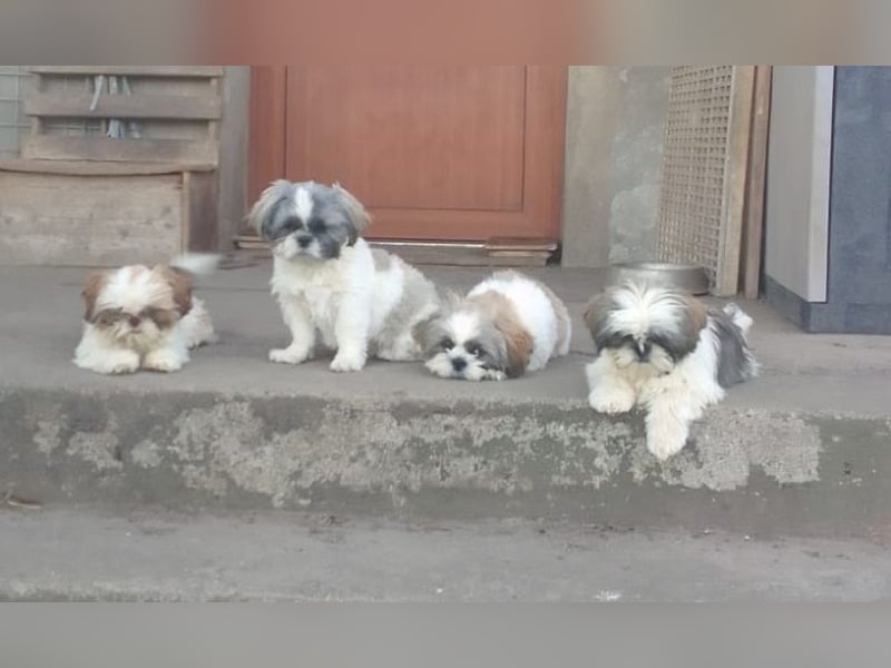 Shih-Tzu Welpen