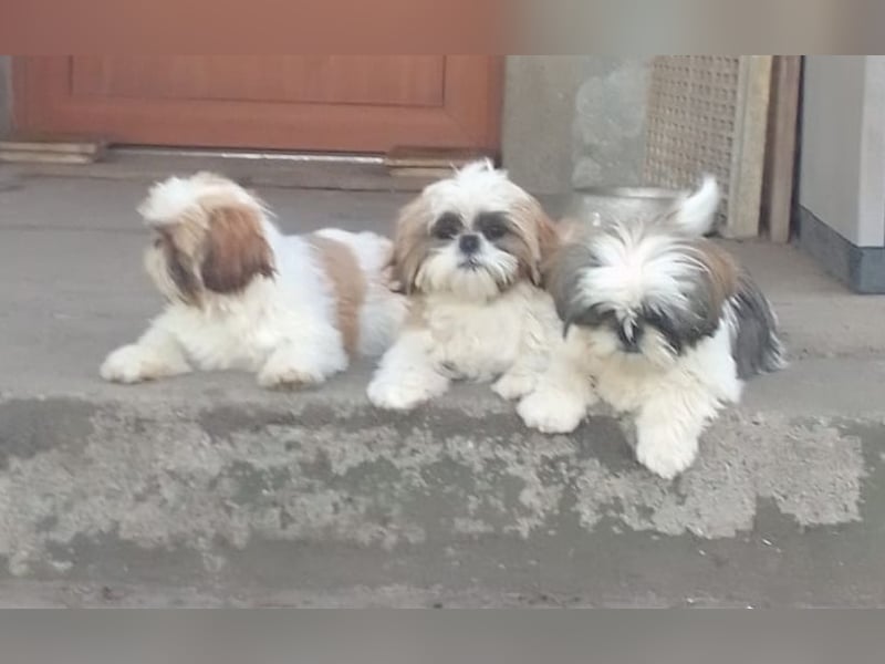 Shih-Tzu Welpen