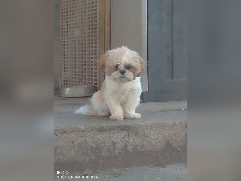 Shih-Tzu Welpen