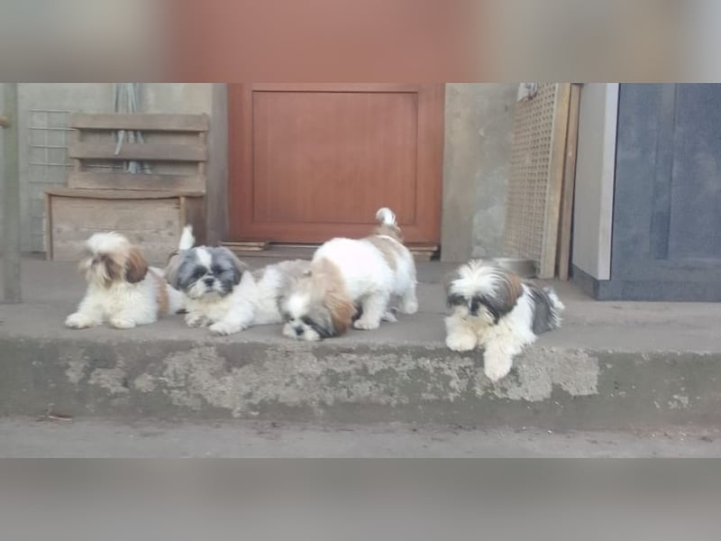 Shih-Tzu Welpen