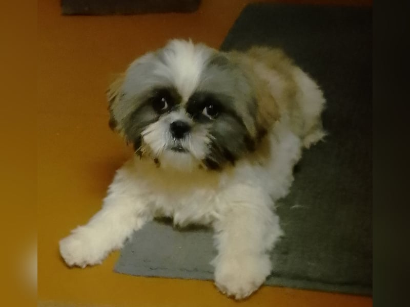 Shih-Tzu Welpen