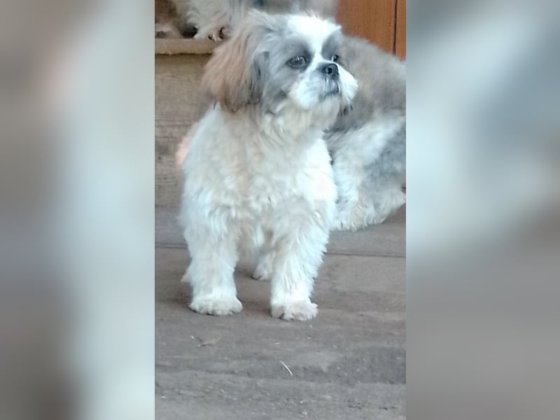 Shih-Tzu Welpen