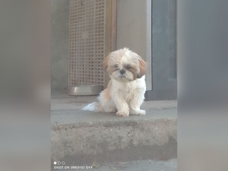 Shih-Tzu Welpen