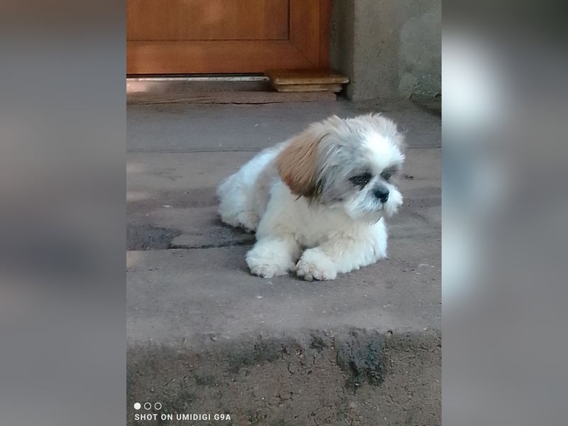 Shih-Tzu Welpen
