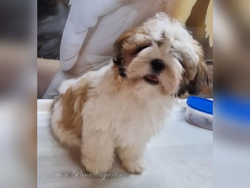 Shih Tzu Welpen aus Vereinszucht, noch eine Hündin