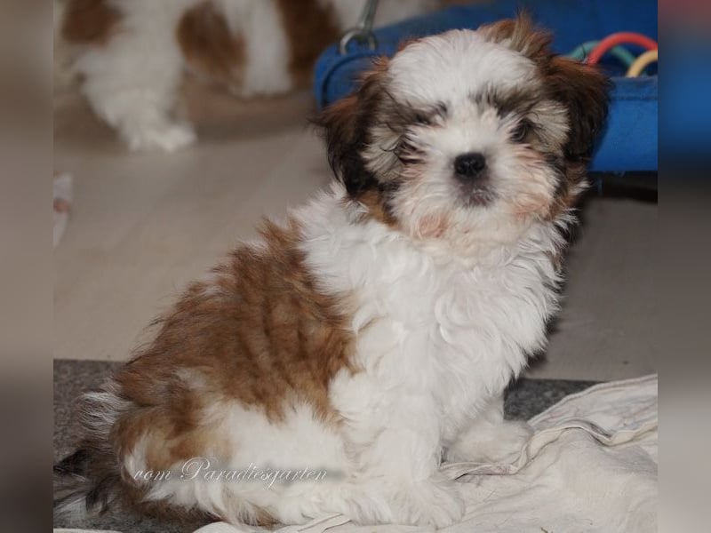 Shih Tzu Welpen aus Vereinszucht