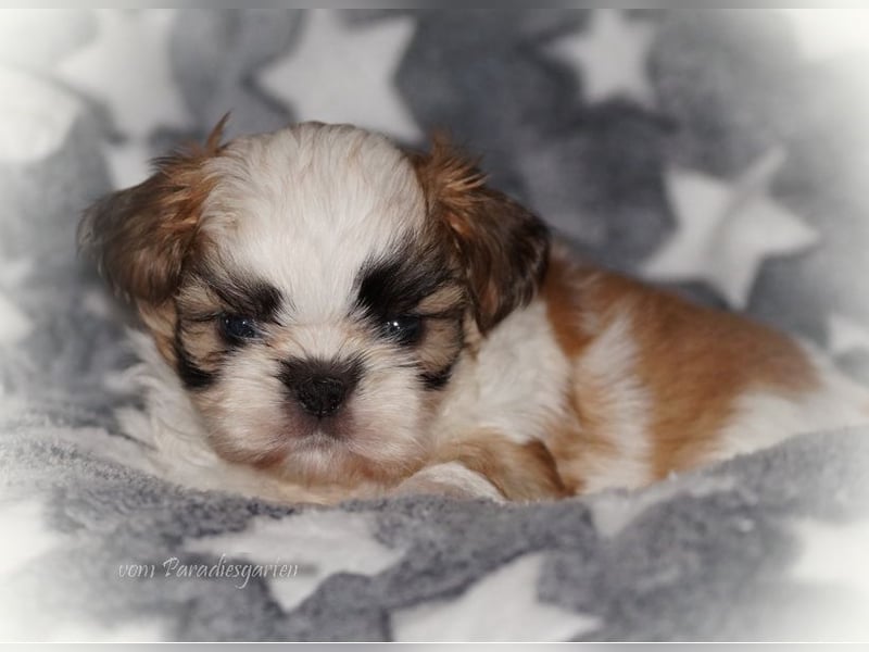Shih Tzu Welpen aus Vereinszucht