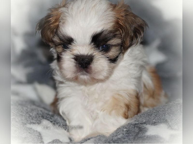 Shih Tzu Welpen aus Vereinszucht