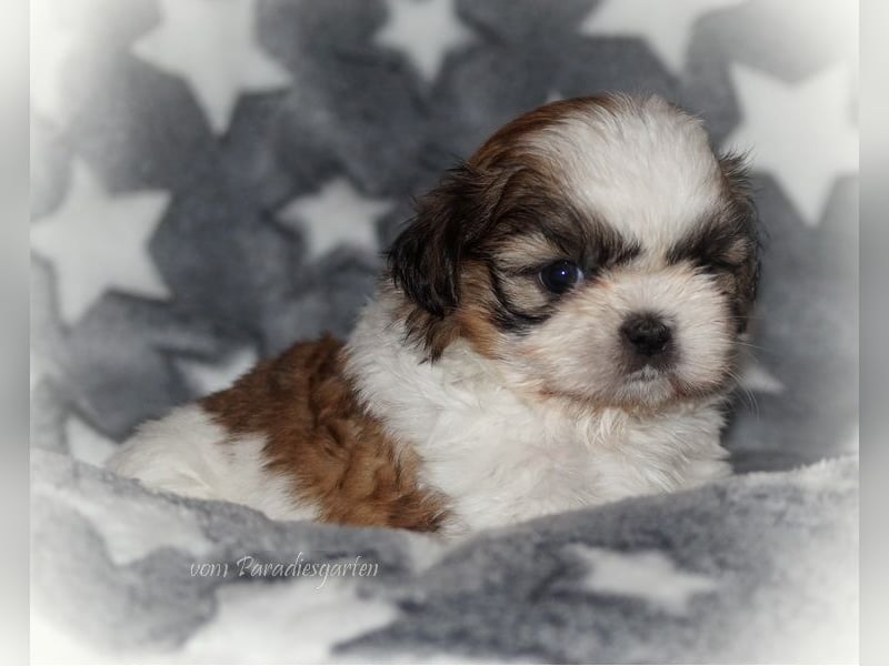 Shih Tzu Welpen aus Vereinszucht