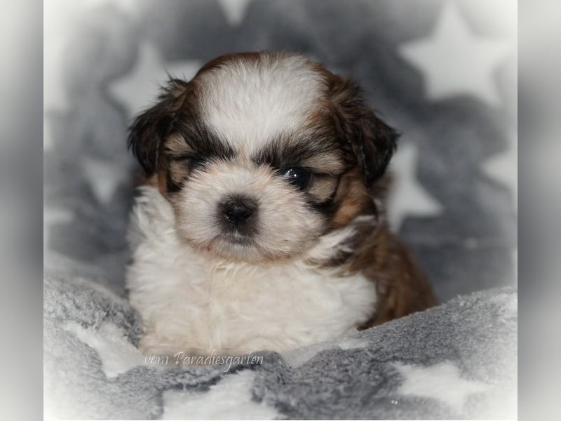 Shih Tzu Welpen aus Vereinszucht