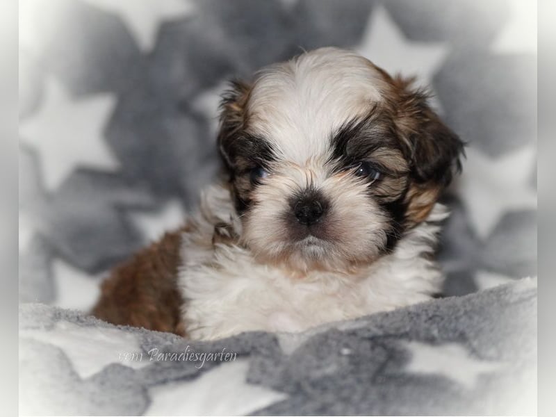 Shih Tzu Welpen aus Vereinszucht