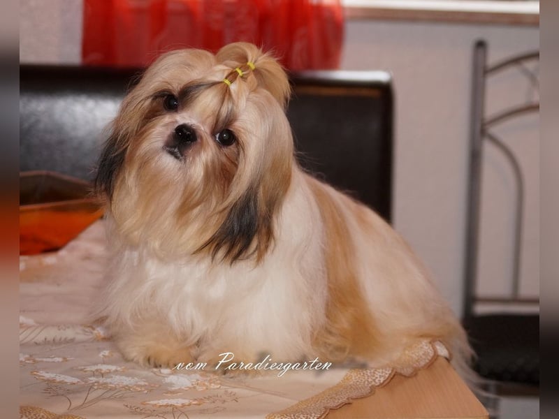 Shih Tzu Welpen aus Vereinszucht