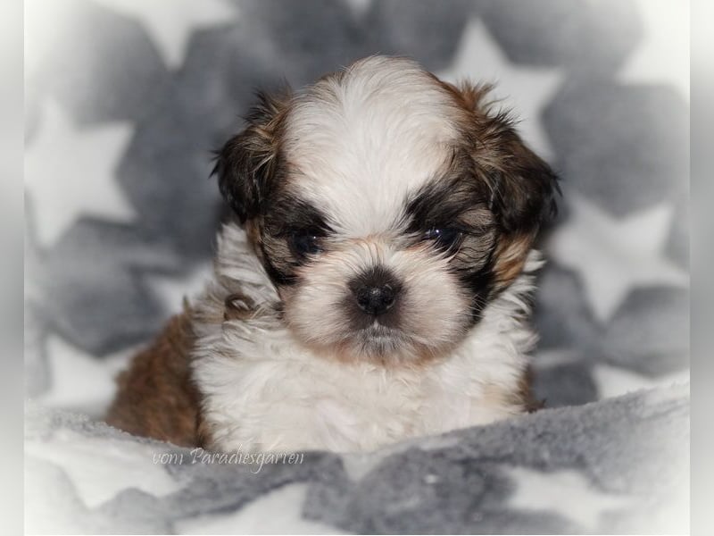 Shih Tzu Welpen aus Vereinszucht