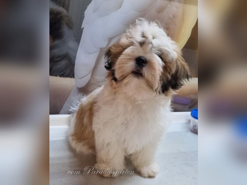 Shih Tzu Welpen aus Vereinszucht, noch eine Hündin