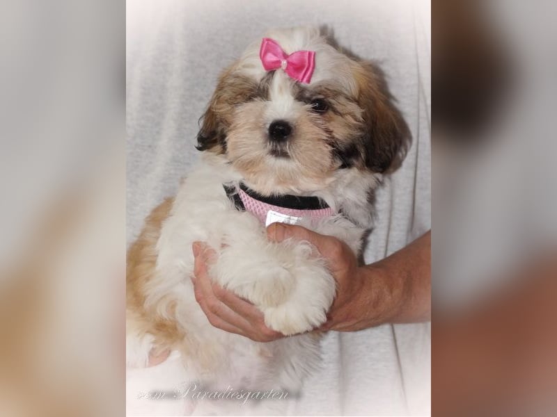 Shih Tzu Welpen aus Vereinszucht, noch eine Hündin