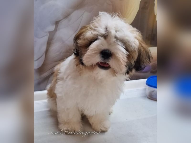 Shih Tzu Welpen aus Vereinszucht, noch eine Hündin