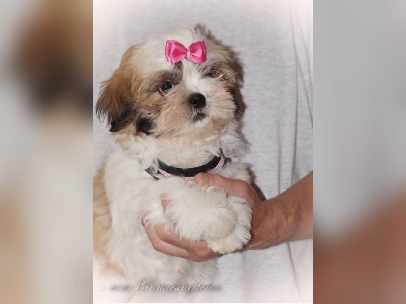 Shih Tzu Welpen aus Vereinszucht, noch eine Hündin