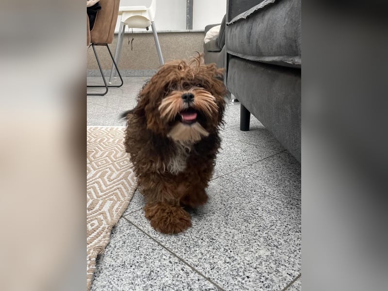 Shih Tzu - Pudelmischlingswelpen abzugeben