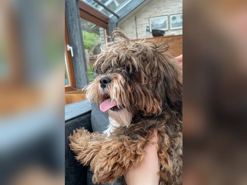 Shih Tzu - Pudelmischlingswelpen abzugeben