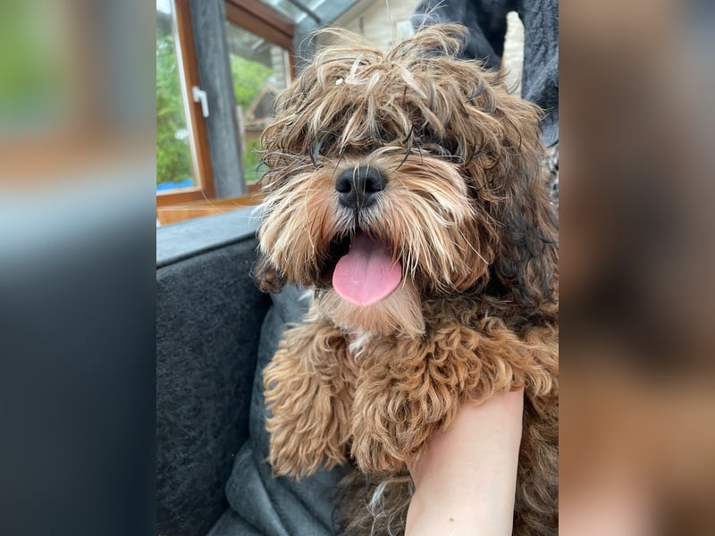 Shih Tzu - Pudelmischlingswelpen abzugeben