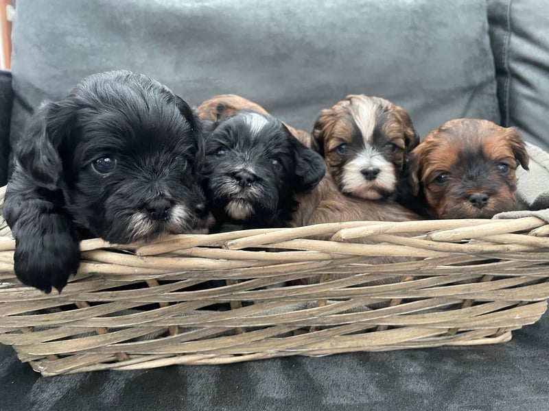 Shih Tzu - Pudelmischlingswelpen abzugeben