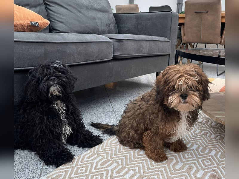 Shih Tzu - Pudelmischlingswelpen abzugeben