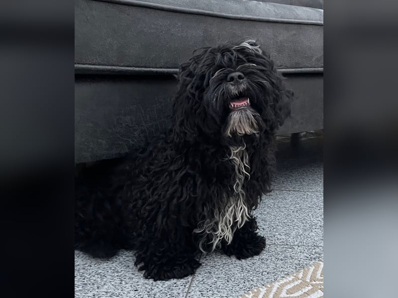 Shih Tzu - Pudelmischlingswelpen abzugeben