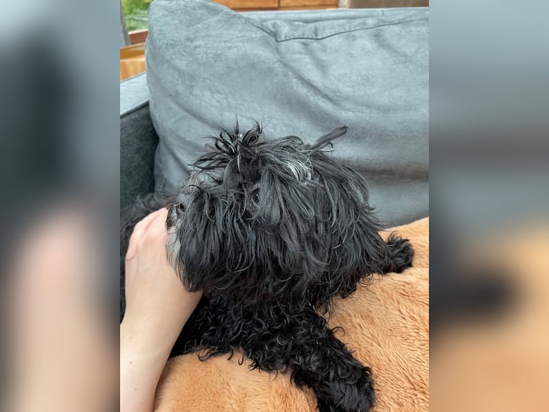 Shih Tzu - Pudelmischlingswelpen abzugeben